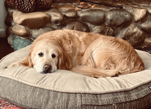 A dog is laying on his bed